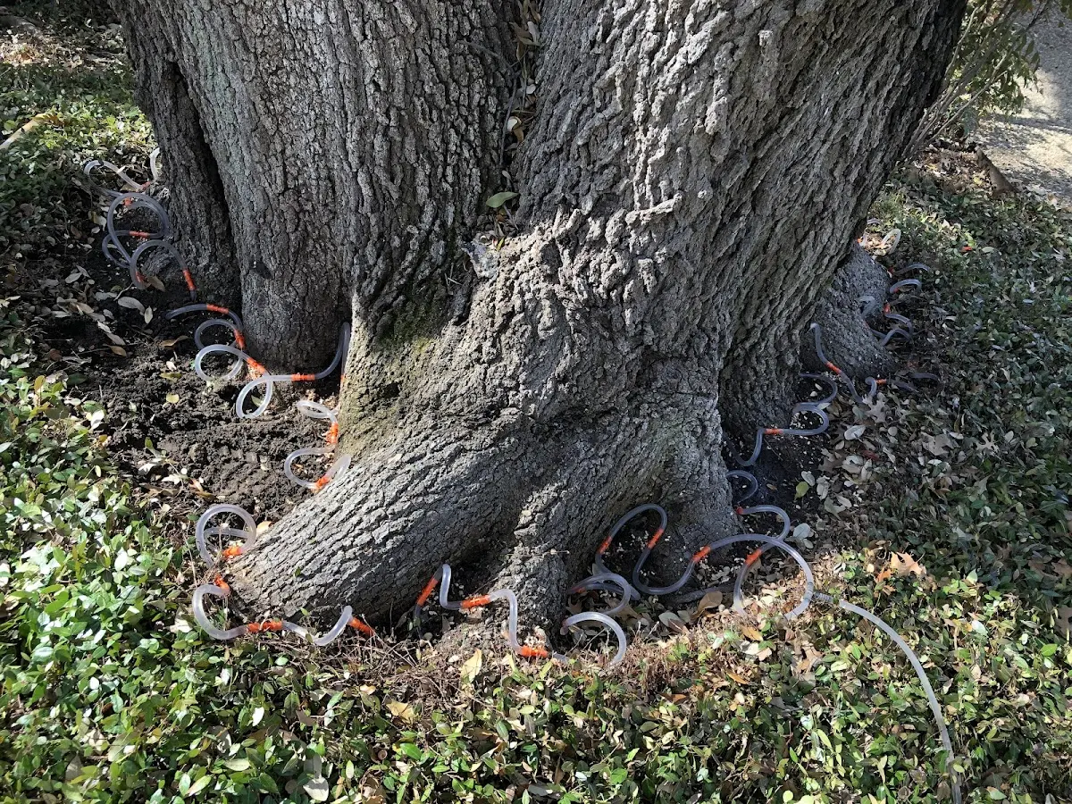 Detailed Tree Cabling and Bracing job site in Saint Clairsville