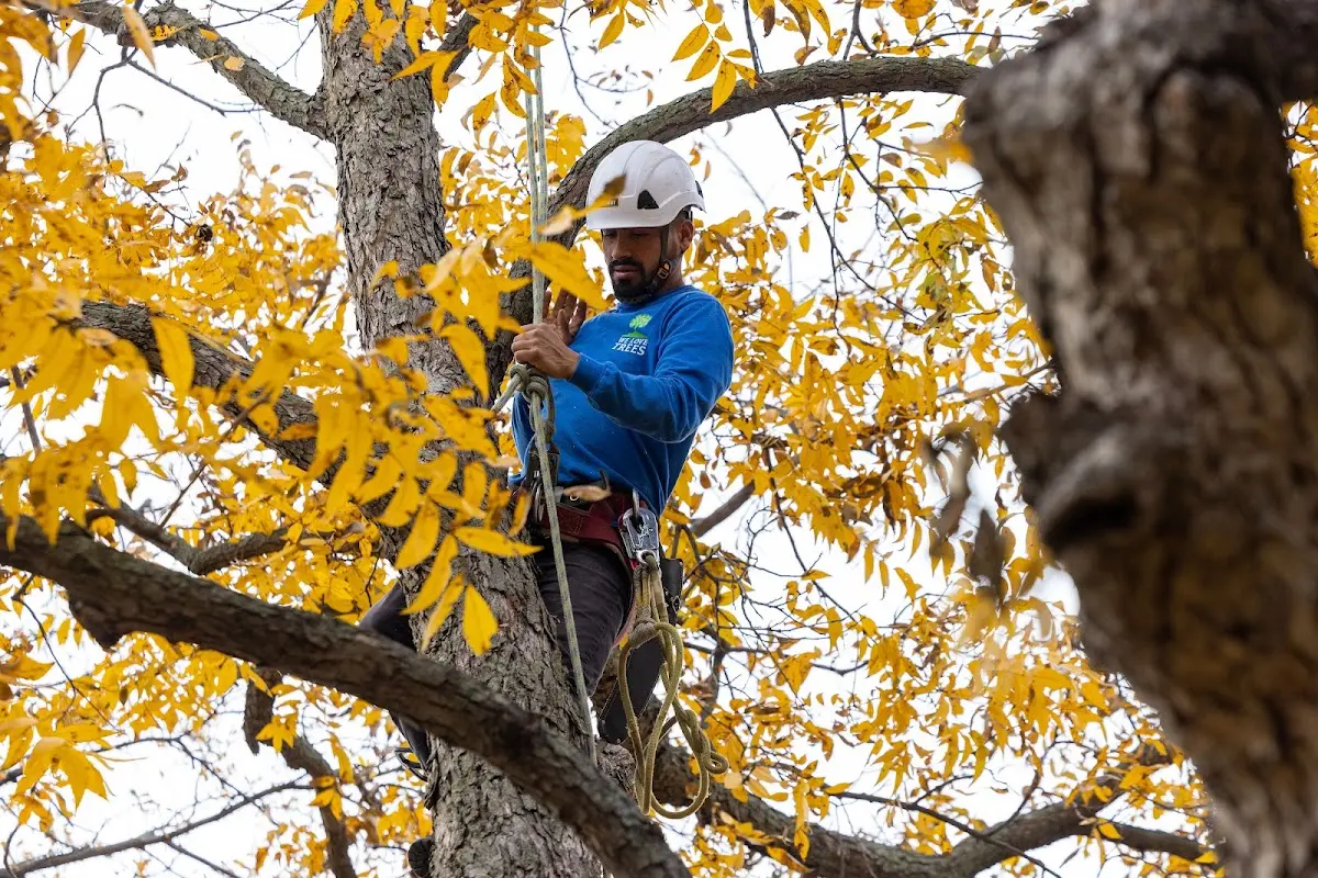 Skilled Tree Pruning crew working in Saint Clairsville